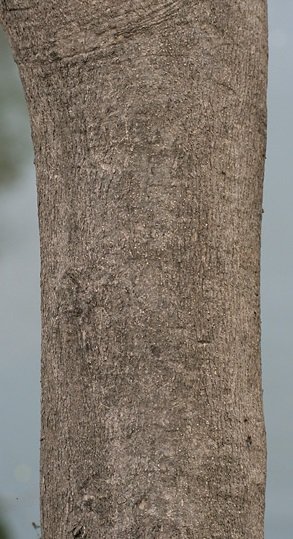 Tronco de madera fina: Melina | Imagen extraída desde https://commons.wikimedia.org/wiki/File:Gmelina_arborea_bark_I_IMG_3543.jpg#/media/Archivo:Gmelina_arborea_bark_I_IMG_3543.jpg